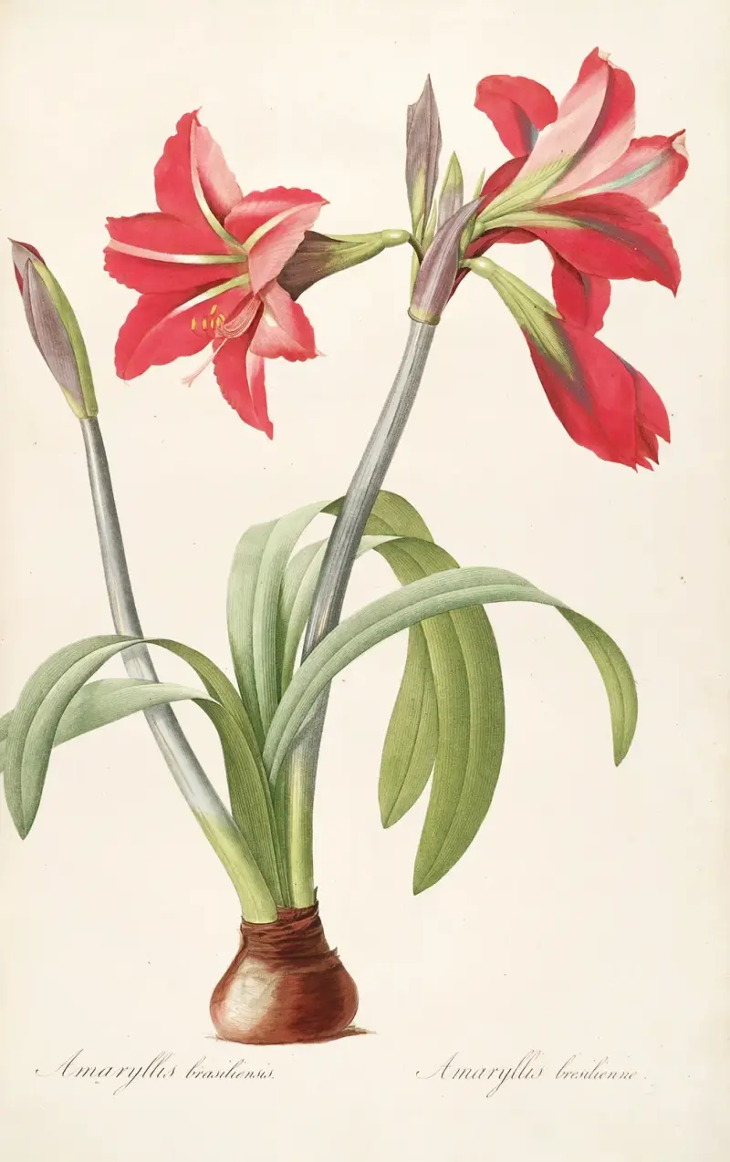 Les liliacees Pl.48 av Pierre Joseph Redouté