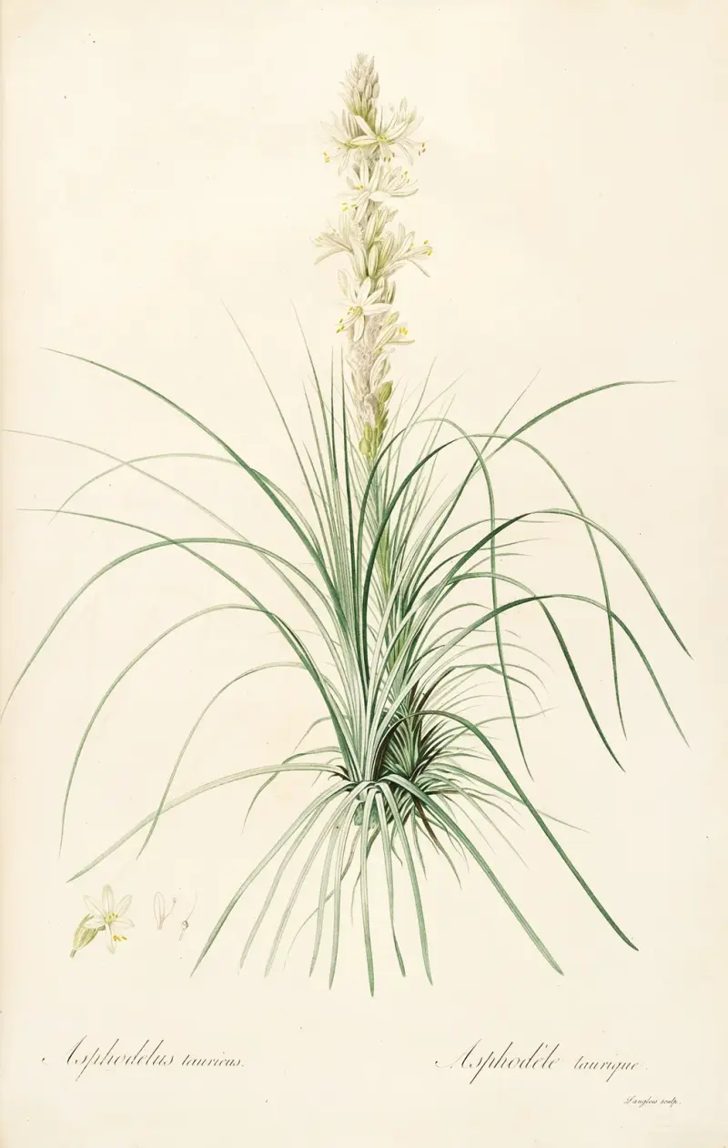 Die Liliengewächse, Tafel 49 von Pierre Joseph Redouté
