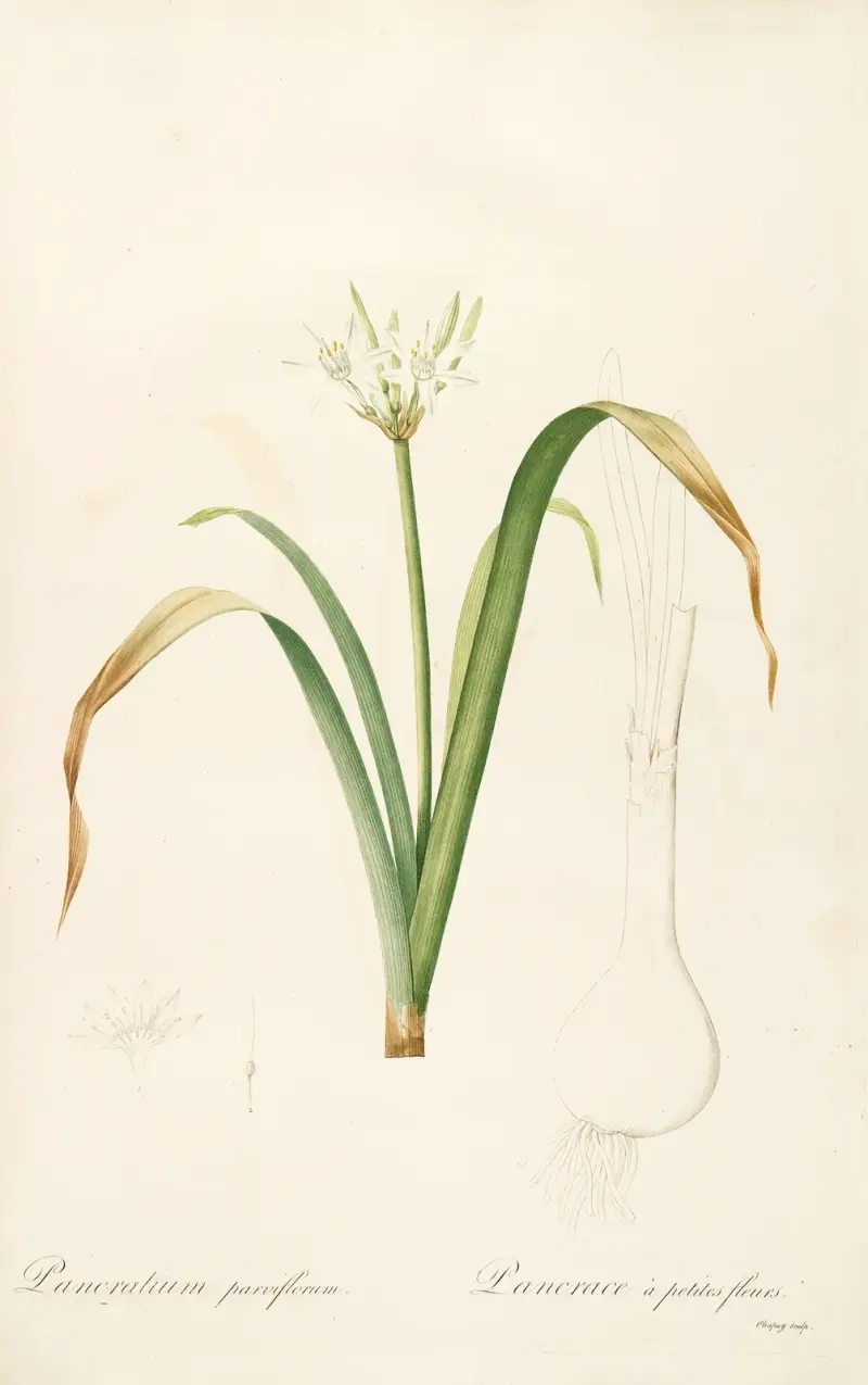 Les liliacees Pl.50 av Pierre Joseph Redouté