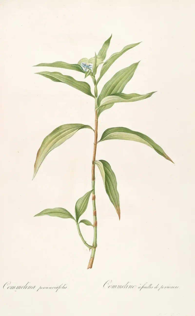 Les liliacees Pl.51 av Pierre Joseph Redouté