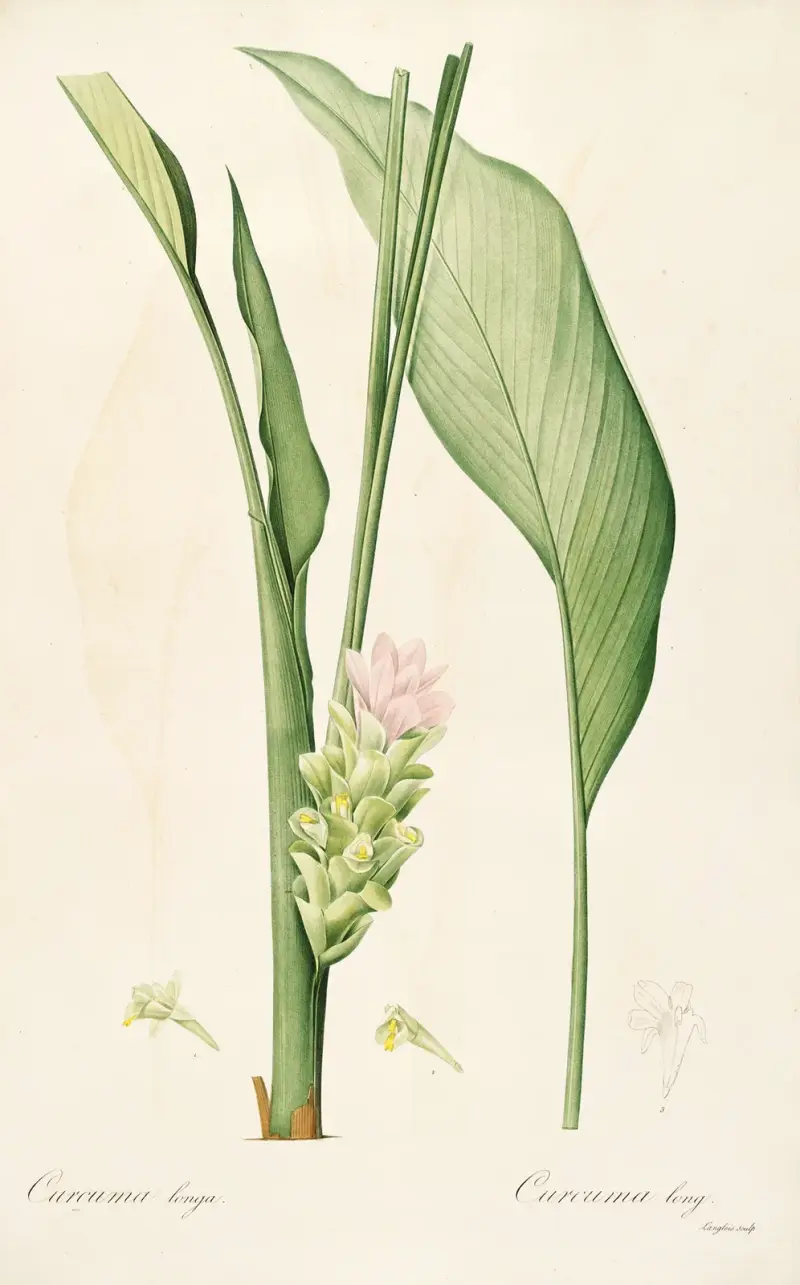 Les liliacees Pl.52 av Pierre Joseph Redouté