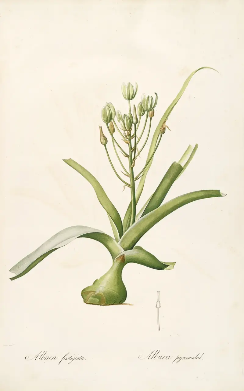 Die Liliengewächse, Tafel 53 von Pierre Joseph Redouté