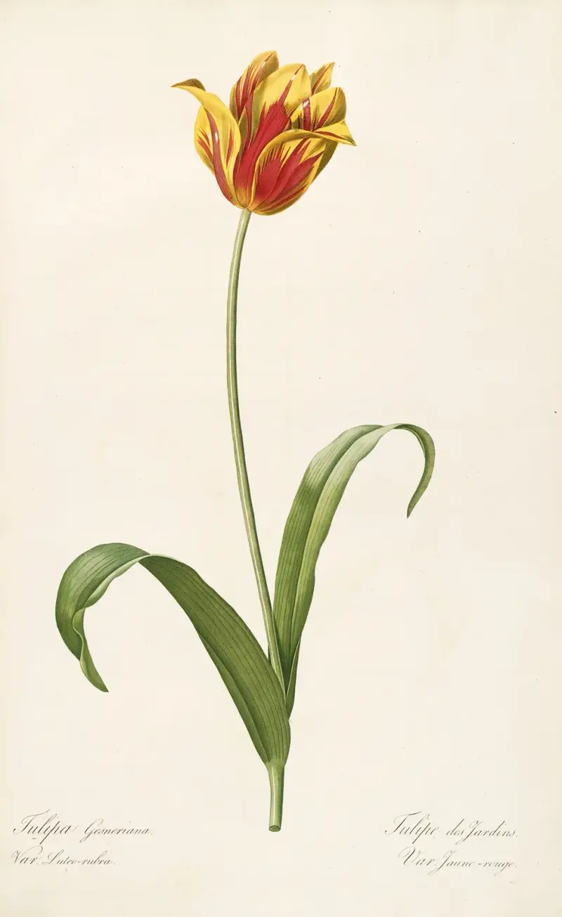 Les liliacees Pl.56 av Pierre Joseph Redouté