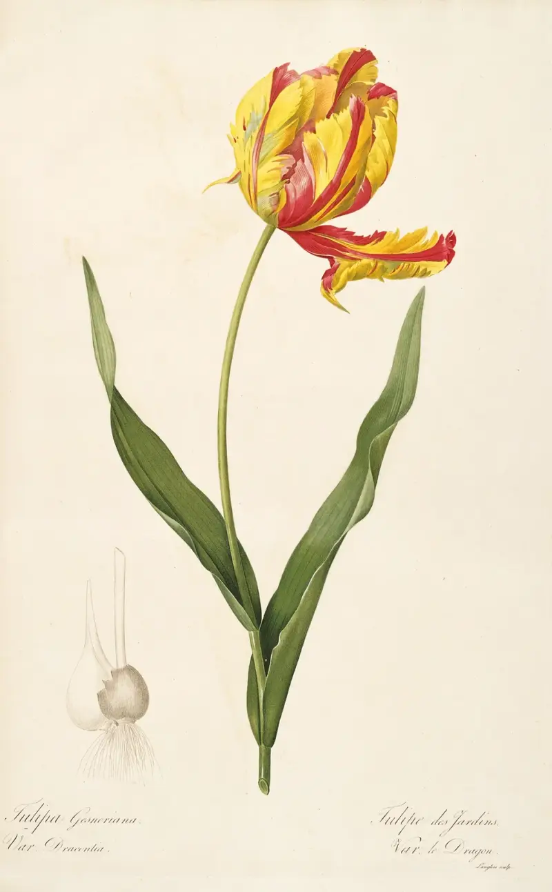 Les liliacees Pl.57 av Pierre Joseph Redouté