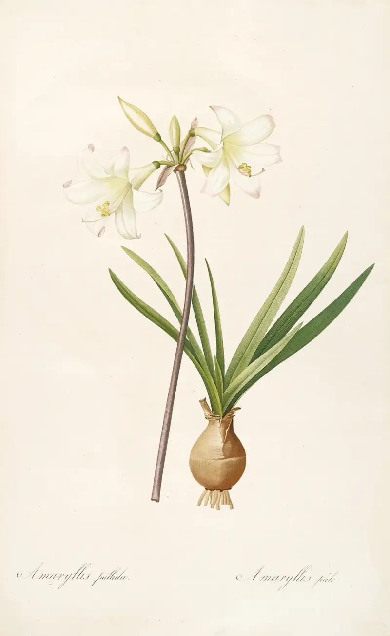 Les liliacees Pl.58 av Pierre Joseph Redouté