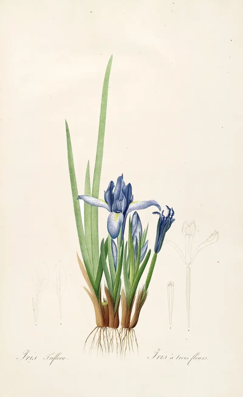Les liliacees Pl.60 av Pierre Joseph Redouté
