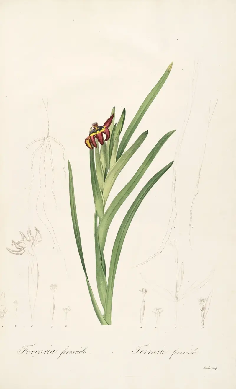 Les liliacees Pl.63 av Pierre Joseph Redouté