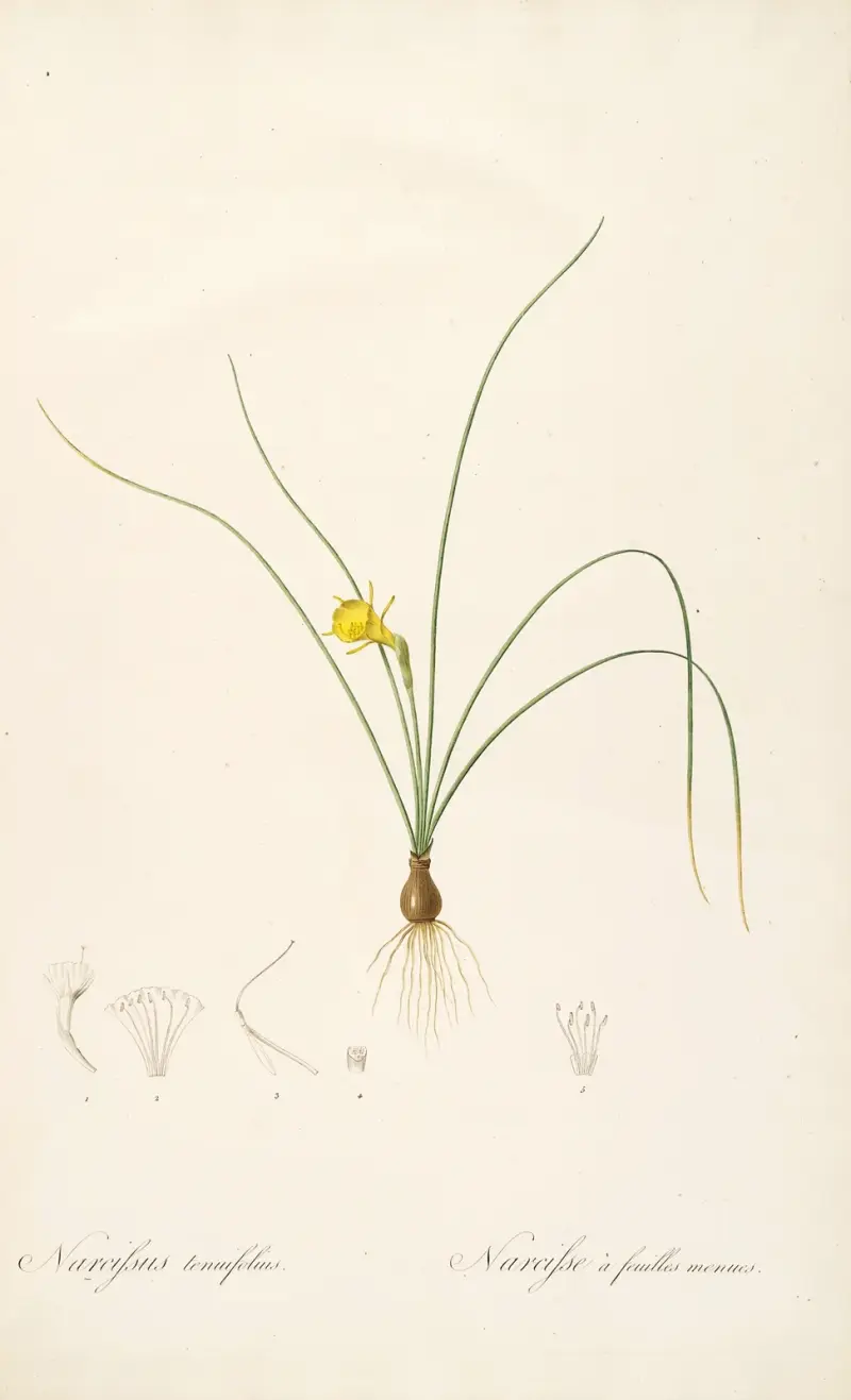 Les liliacees Pl.65 av Pierre Joseph Redouté