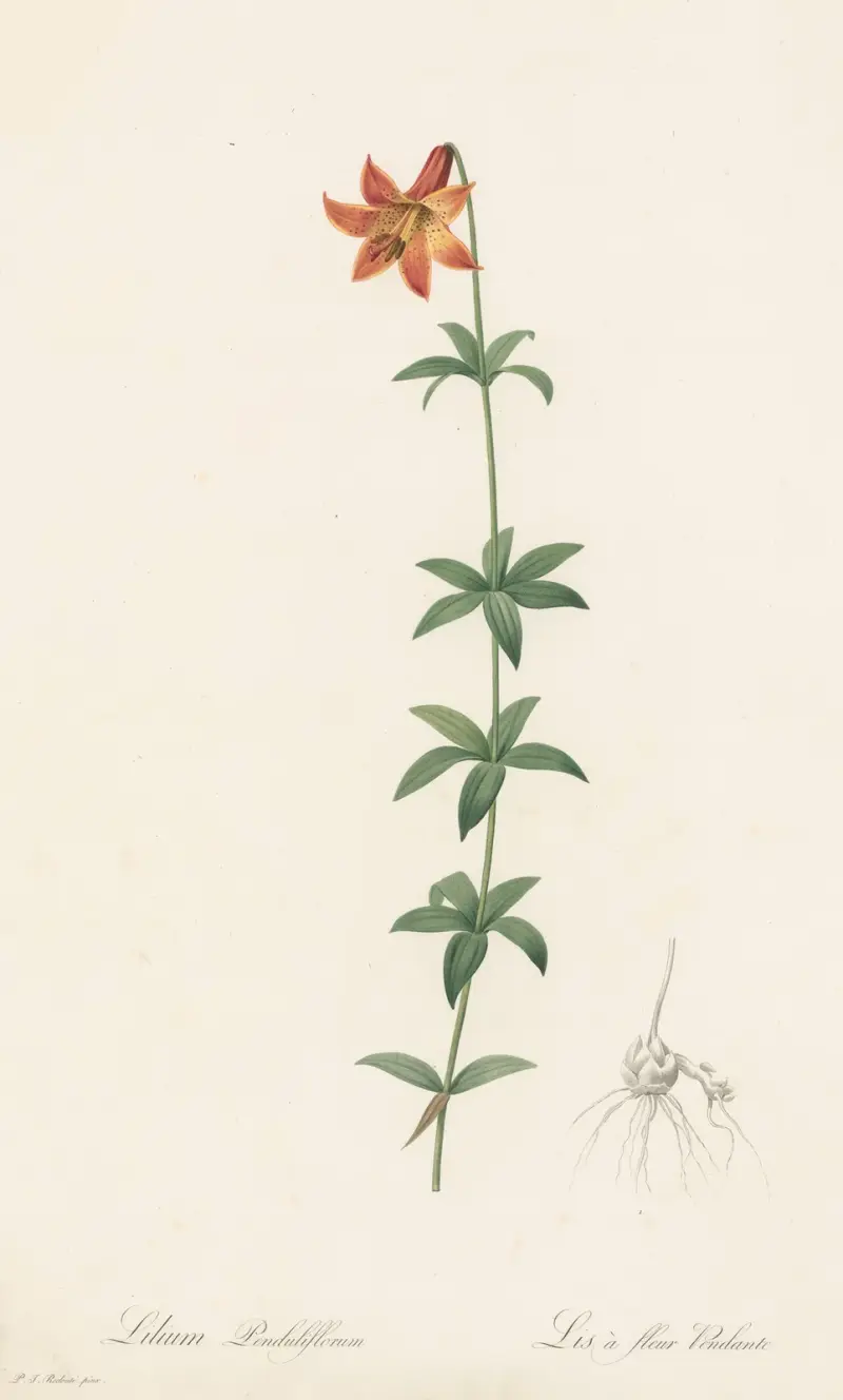 Lilium penduliflorum von Pierre Joseph Redouté
