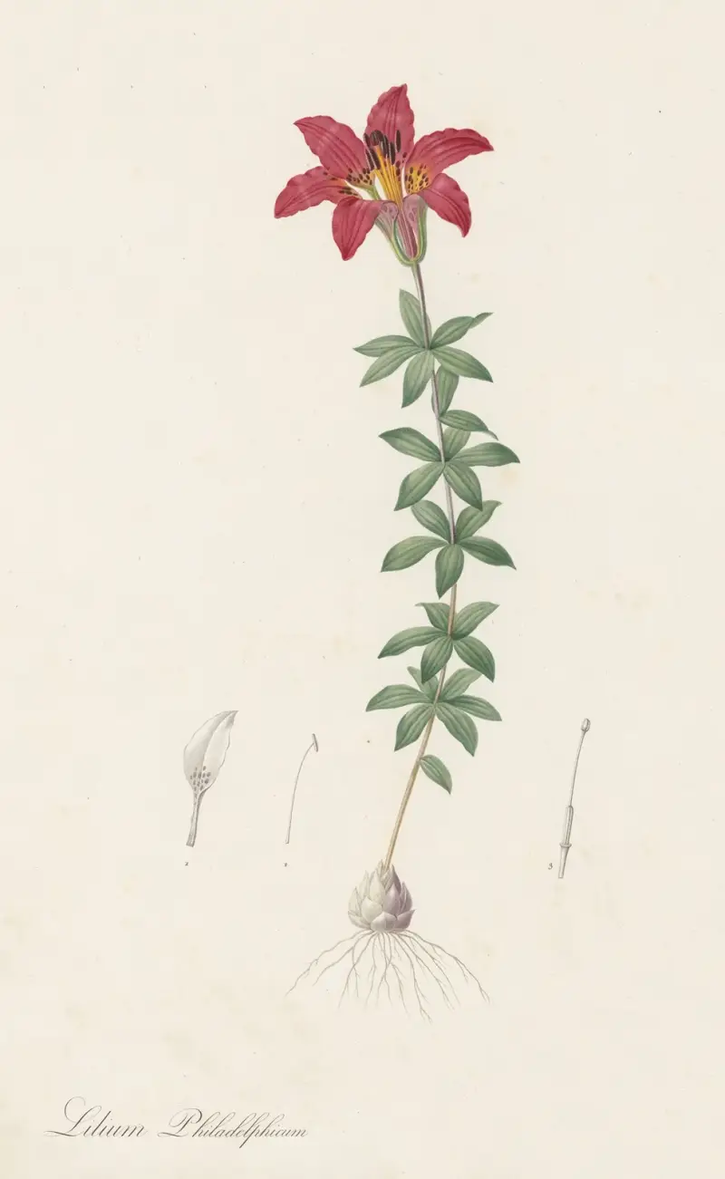 Lilium philadelphicum von Pierre Joseph Redouté