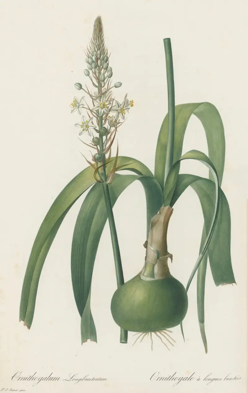 Ornithogalum longibracteatum av Pierre Joseph Redouté