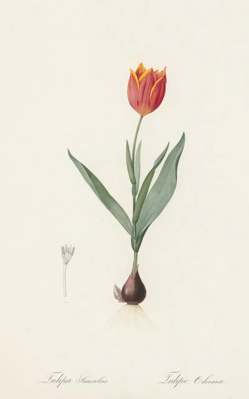 Tulipa suaveolens von Pierre Joseph Redouté
