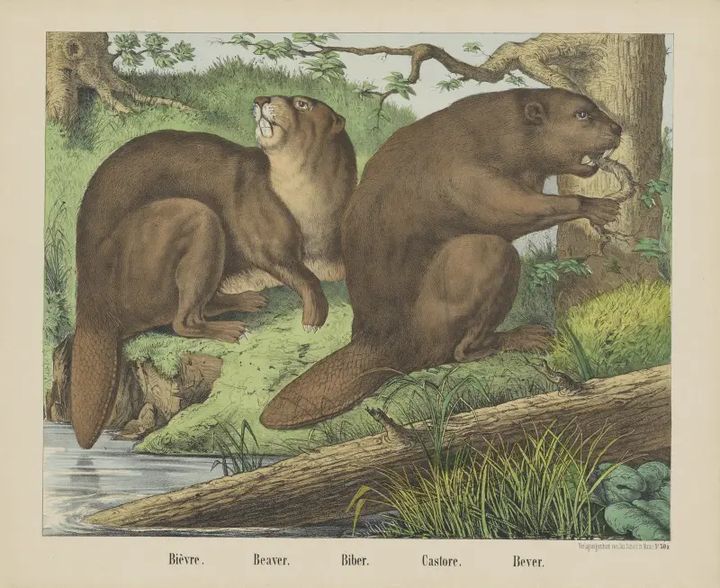 Bobr, Joseph Scholz