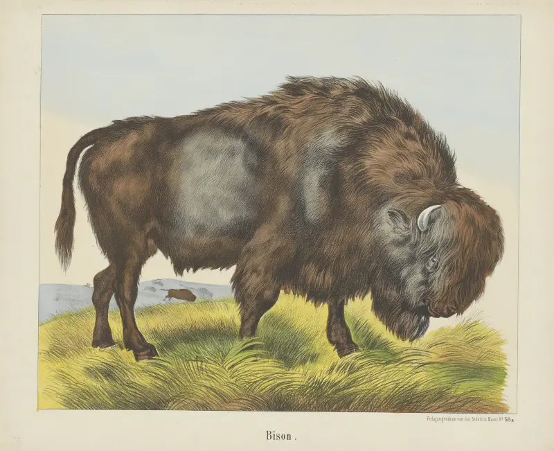 Bizon, Joseph Scholz