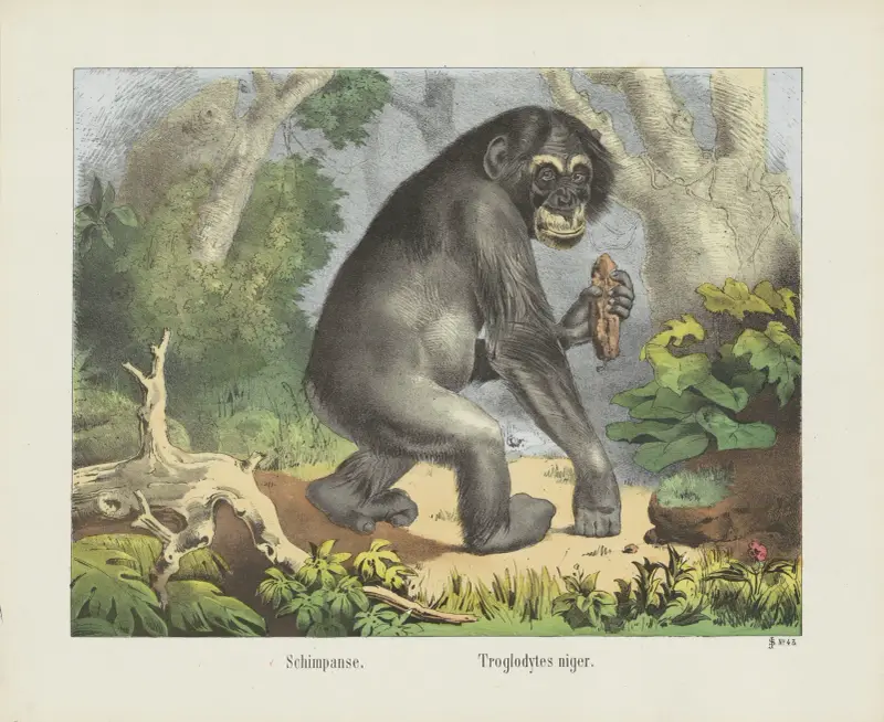 Schimpanse von Joseph Scholz