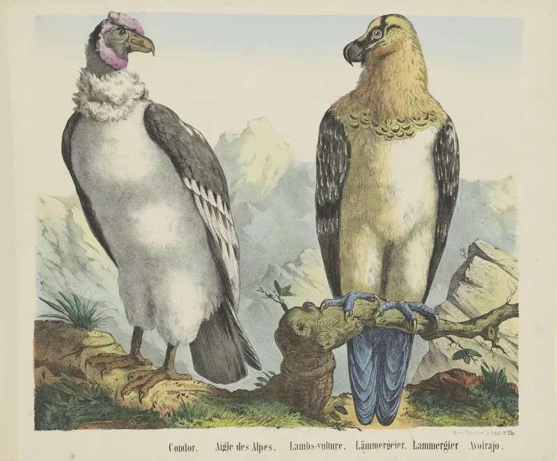 Condor av Joseph Scholz