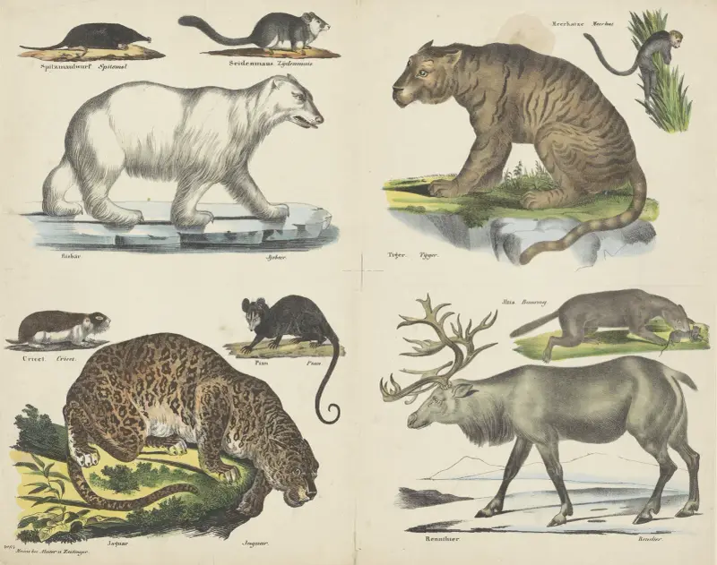 Dieren av Joseph Scholz