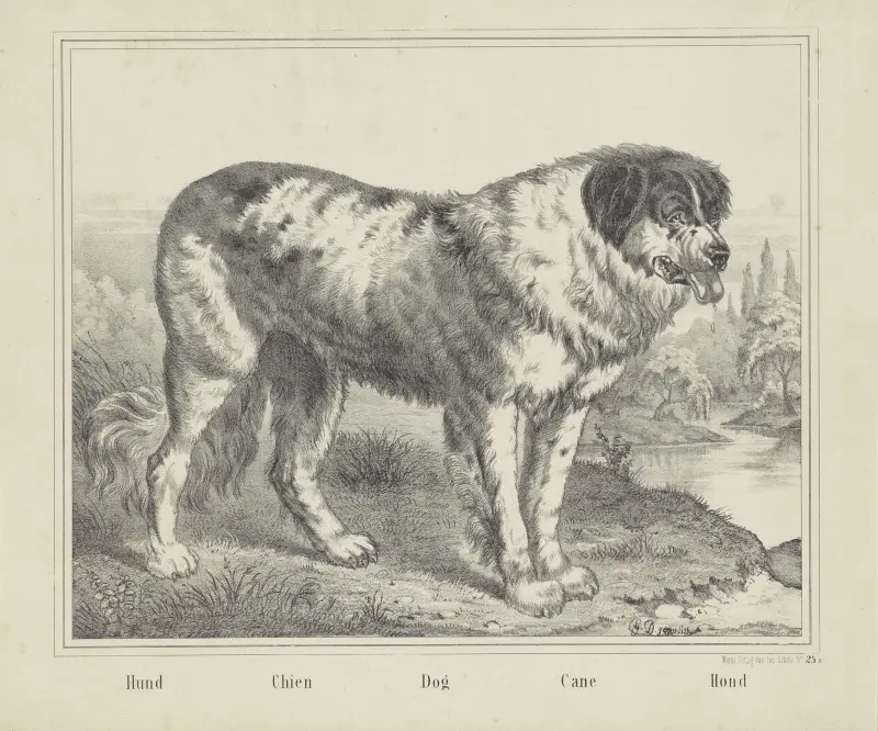 Dog av Joseph Scholz