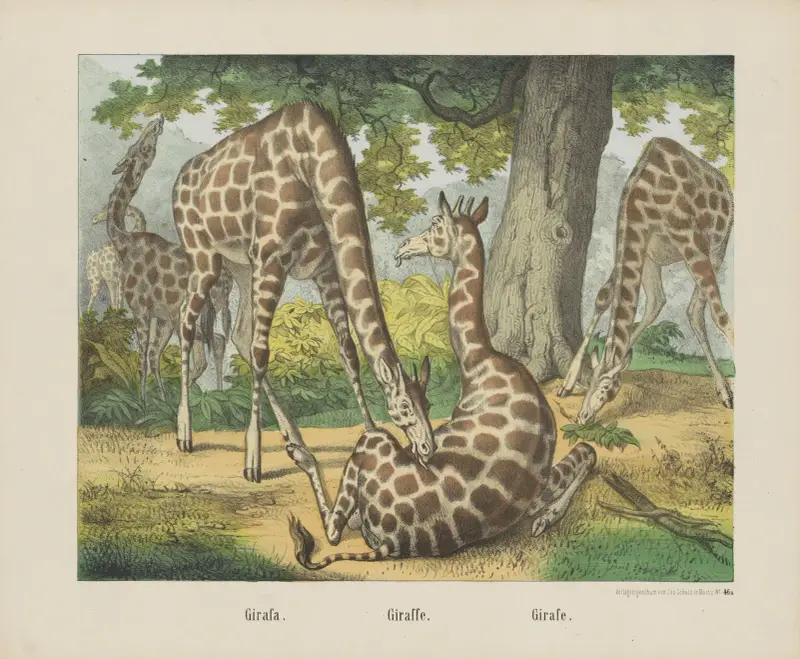 Giraffe von Joseph Scholz