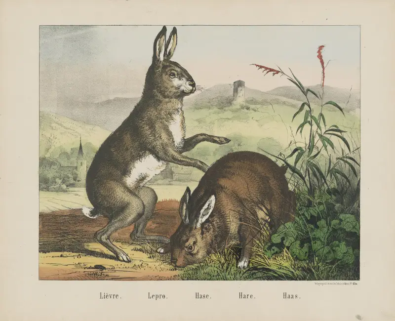 Hase von Joseph Scholz