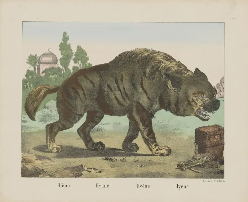 Hyena, Joseph Scholz