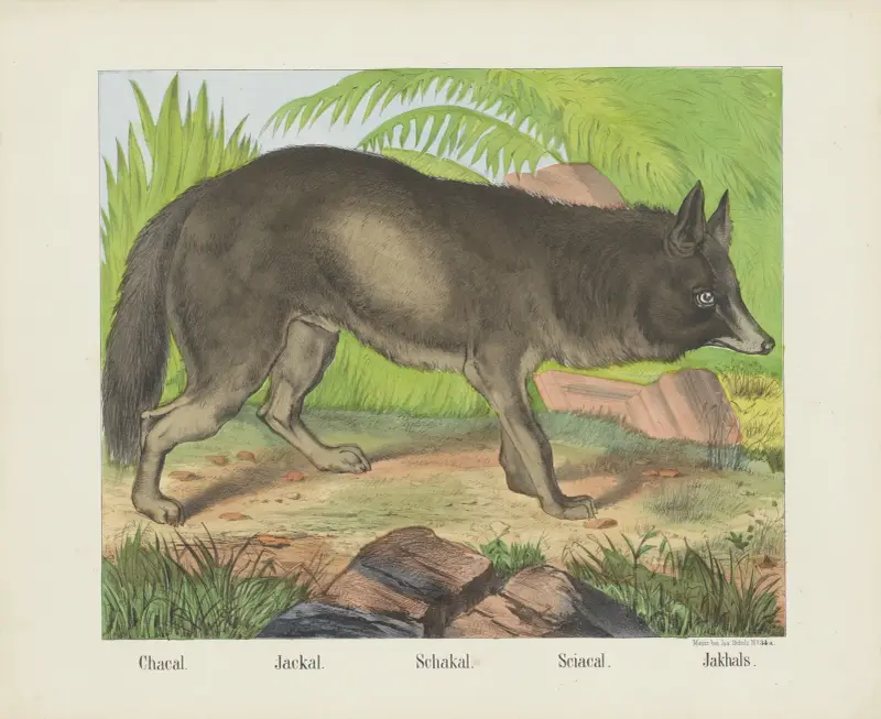 Schakal von Joseph Scholz