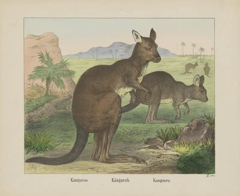 Känguru von Joseph Scholz