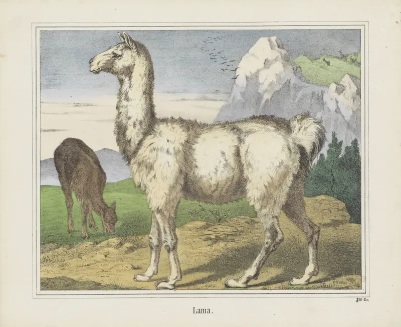 Lama av Joseph Scholz