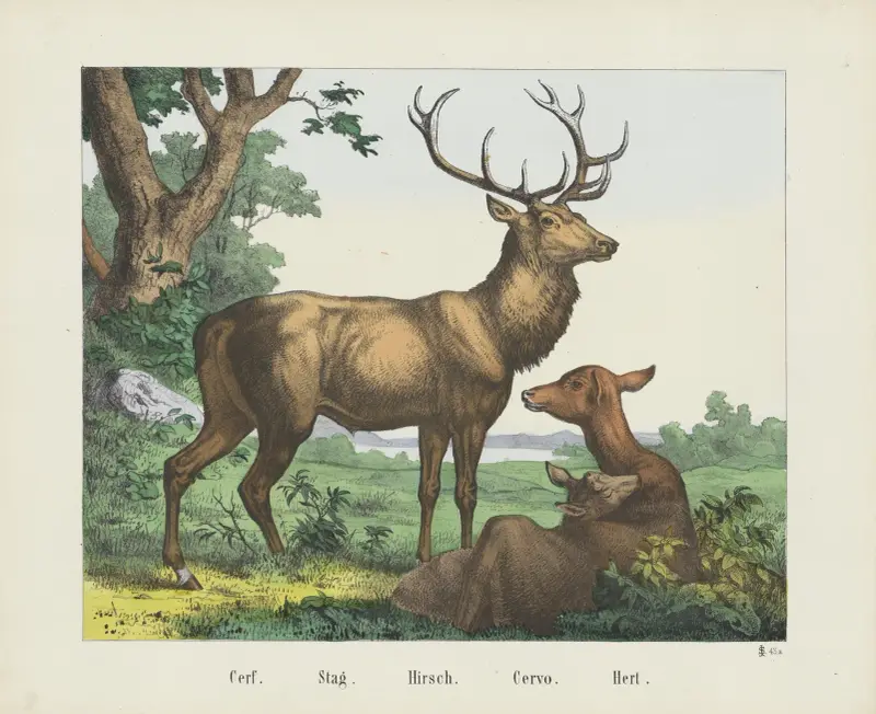 Stag, Joseph Scholz