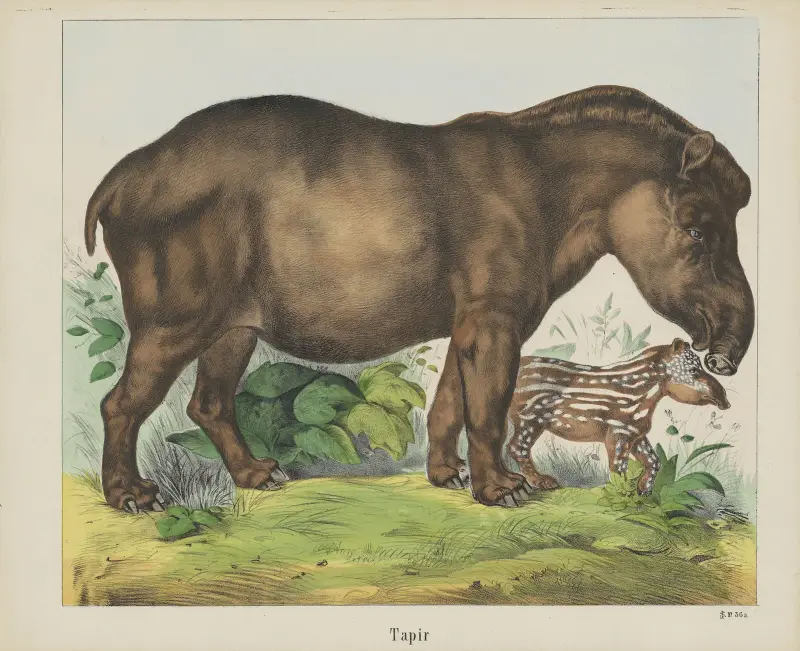 Tapir von Joseph Scholz