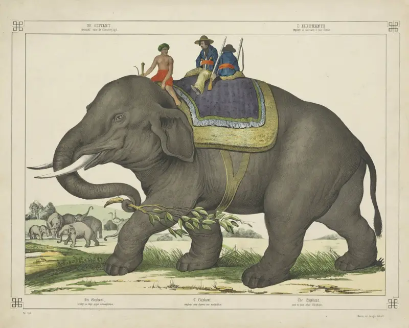 Der Elefant von Joseph Scholz