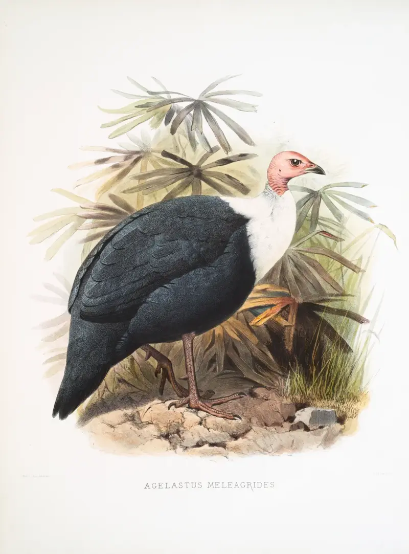 Agelastes meleagrides. av Joseph Smit