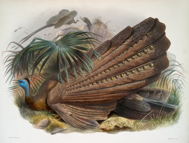 Argus giganteus, Joseph Smit