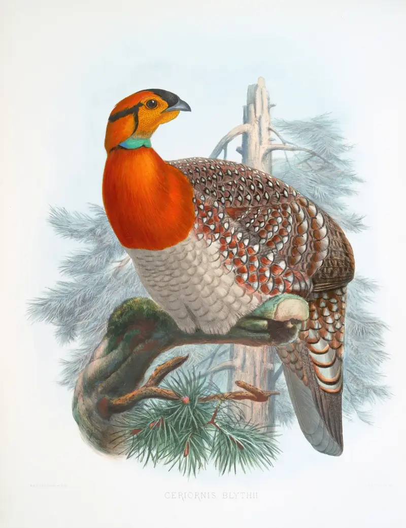 Ceriornis Blythii von Joseph Smit