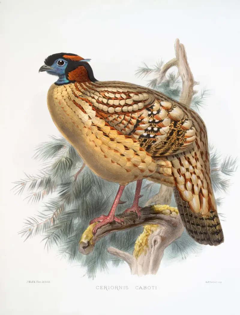 Ceriornis Caboti, Joseph Smit