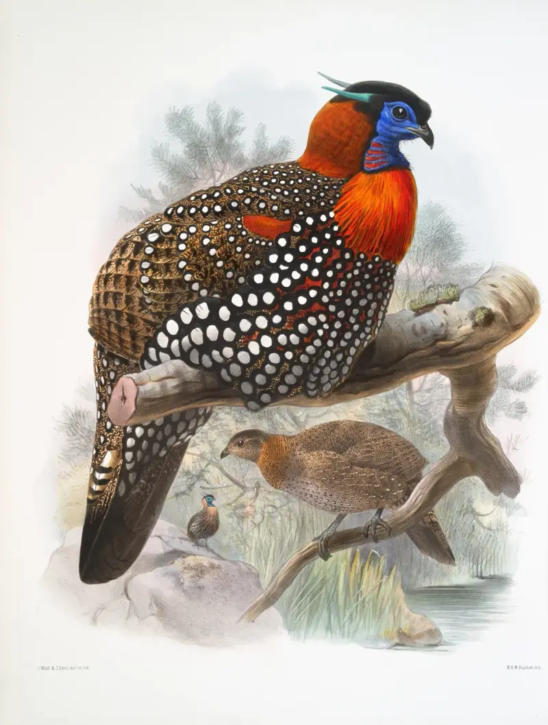 Ceriornis melanocephala von Joseph Smit