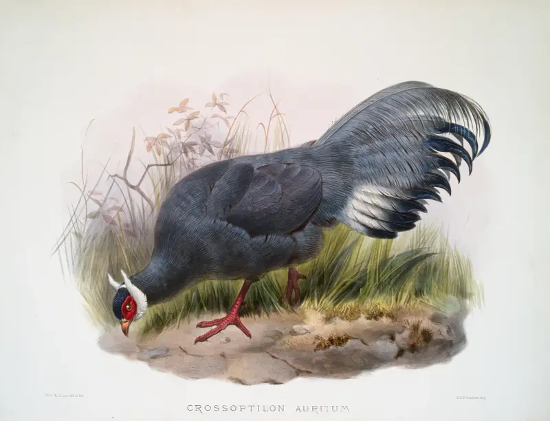 Crossoptilon auritum von Joseph Smit