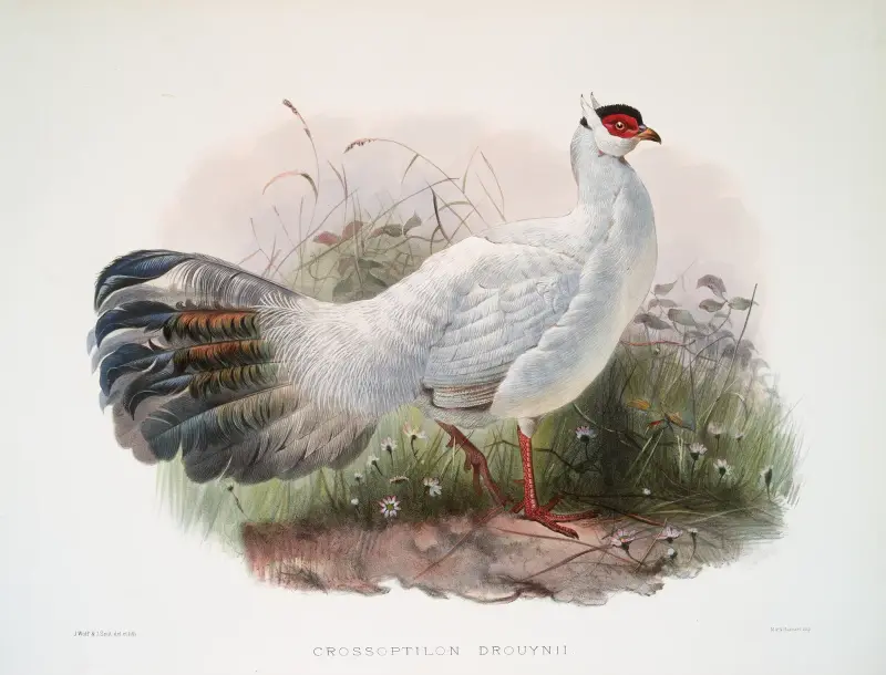 Crossoptilon drouynii, Joseph Smit