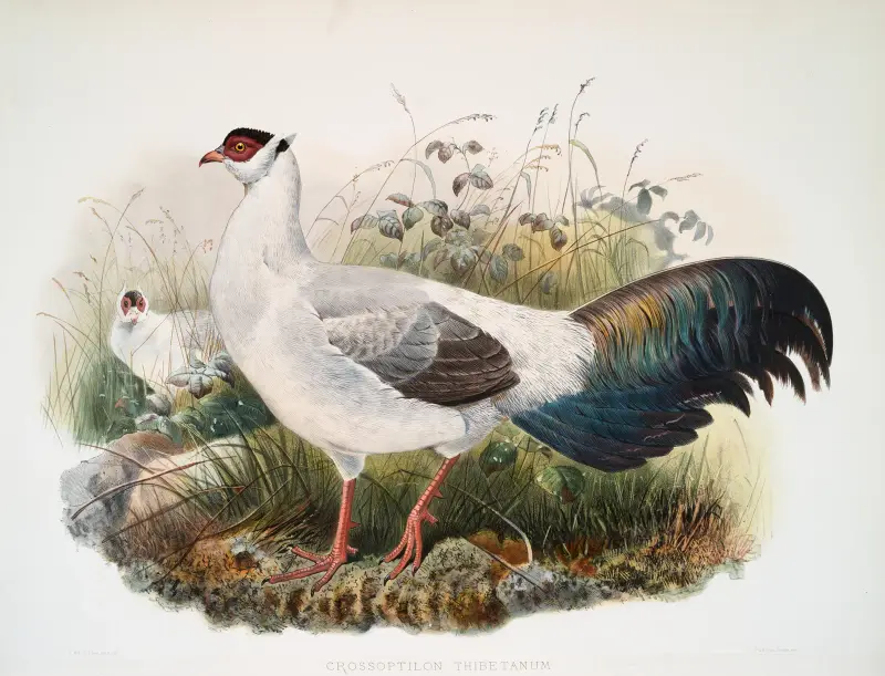 Crossoptilon thibetanum, Joseph Smit