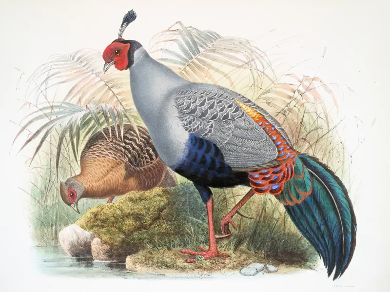 Euplocamus prælatus. av Joseph Smit