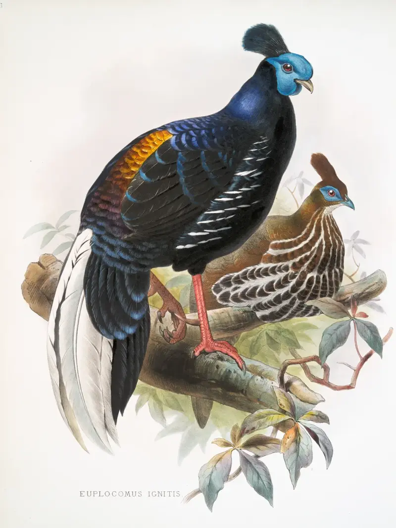 Euplocomus ignitus. av Joseph Smit