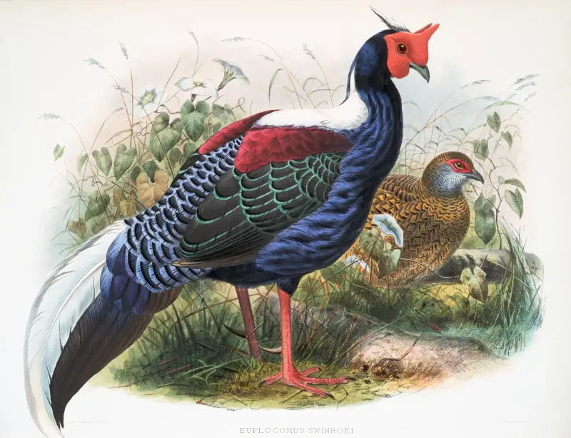 Euplocomus Swinhoei, Joseph Smit