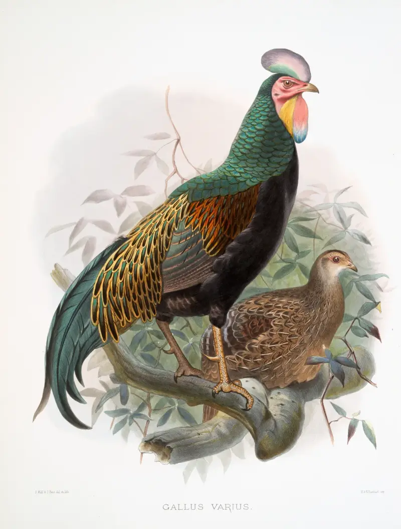 Gallus varius. av Joseph Smit