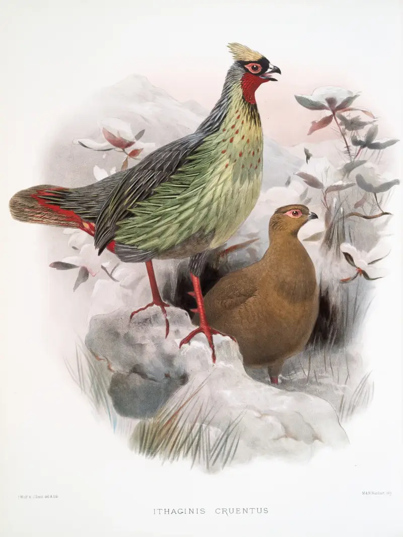 Ithalginis cruentus. av Joseph Smit
