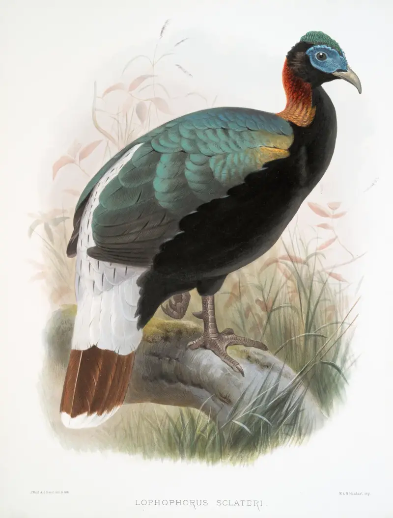 Lophophorus Sclateri von Joseph Smit