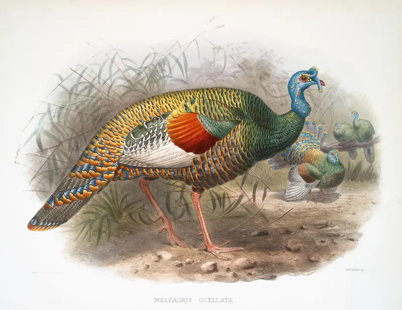 Melaeacris ocellata, Joseph Smit