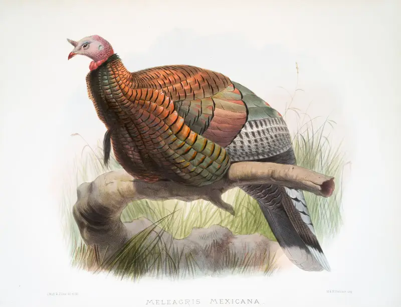 Meleagris mexicana. von Joseph Smit