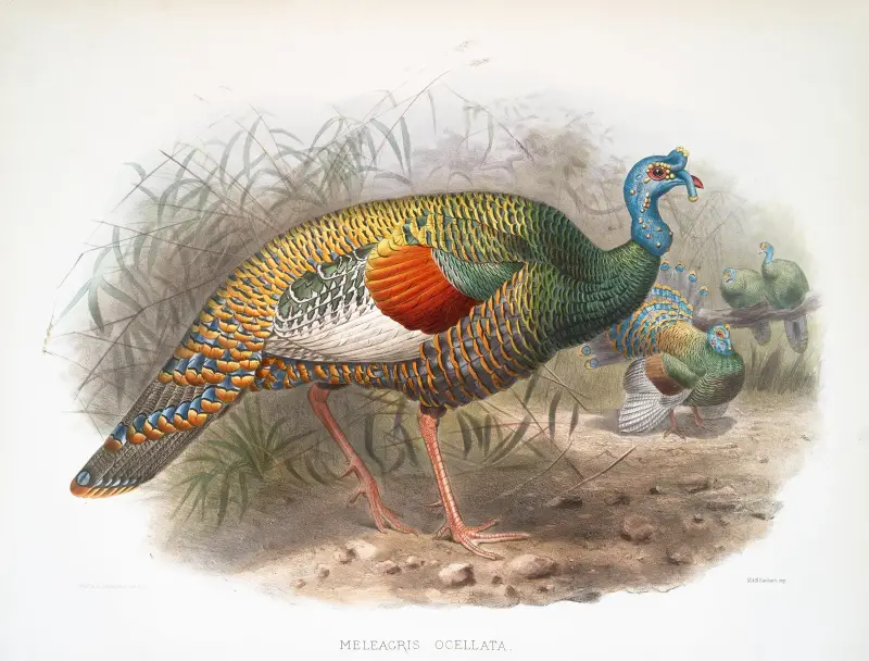 Meleagris ocellata von Joseph Smit