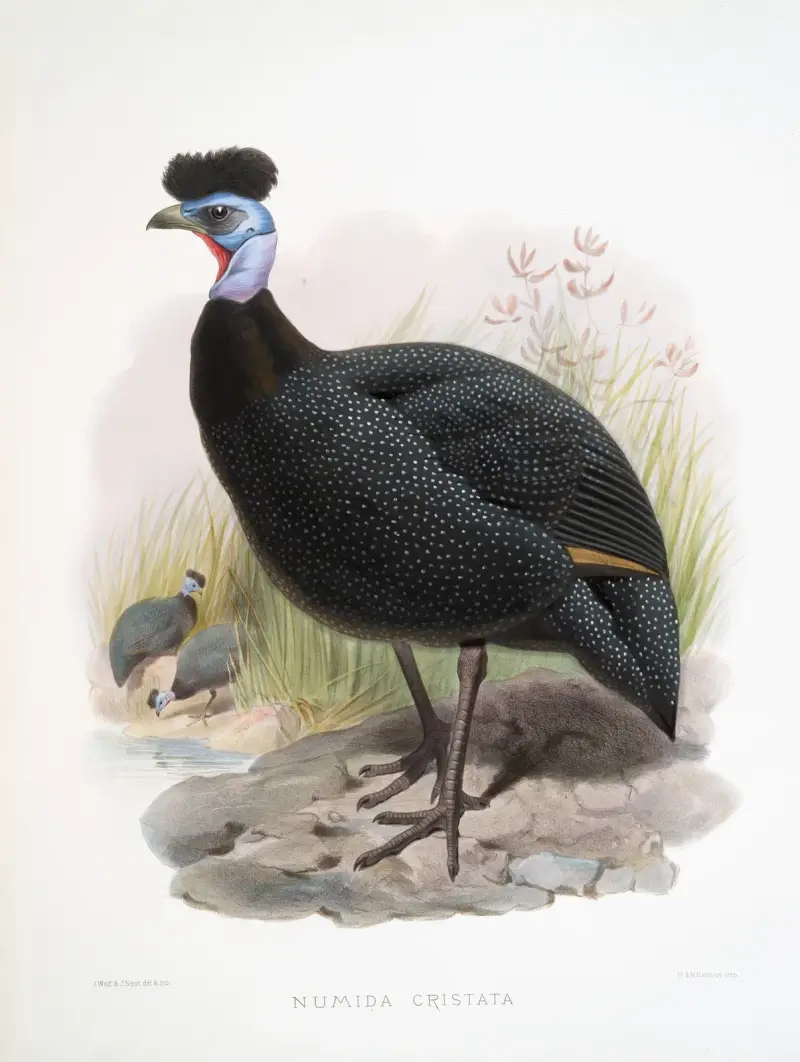 Numida cristata. von Joseph Smit