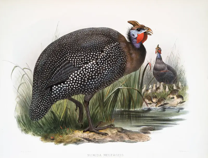 Numida meleagris. av Joseph Smit
